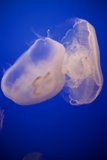 A Dance of the Deep: Jellyfish Exhibition, Monterey Bay Aquarium