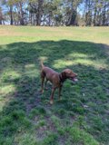 Playful Pooch on a Sunny Day