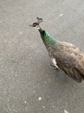 Regal Peacock Promenade