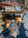 Furry Friend in the Living Room