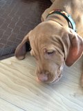 Lazy Day on Hardwood Floor