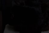 Black Cat in the Shadows