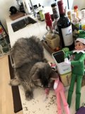 Cat and Toys on the Counter