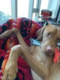 Lazy Day on the Couch