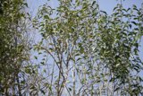 Willow Bird