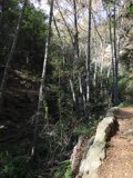 A Path Through the Woods