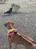 A Canine Stroll amidst the Vibrant Landscape