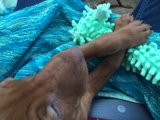 Puppy Playtime
