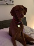 Comfy Canine