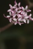 Pink Petals Up Close