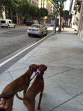 Walkies with the Pups