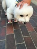 White Dog in Shoes Takes a Walk