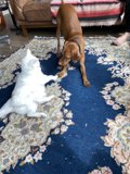 Playful Pets on a Cozy Rug