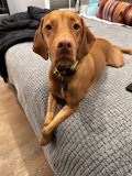 Lazy Days with Fido