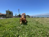 A Dog's Day Out