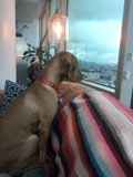 Relaxing Vizsla