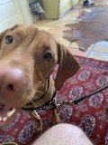 Loyal Canine Companion