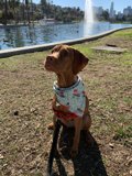 Stylish Vizsla