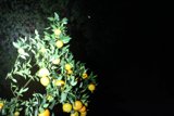 Bountiful Orange Tree in Altadena