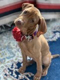 Bow-tiful Vizsla