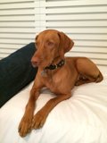 Man's Best Friend Relaxing on the Bed