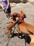 Pups at Play on the Beach