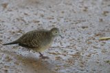 A Stroll in the Shadows: Zebra Dove at Honolulu Zoo
