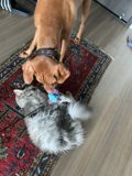 Playful Pals on Hardwood Flooring