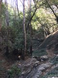 Into the Woods