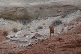 The Lone Rover Among the Rocks