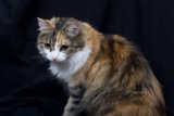 Calico Cutie