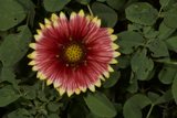 Radiant Red and Yellow Daisy in Full Bloom