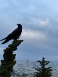 Crow's Eye View