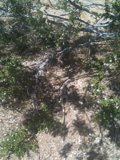 Nature's Perch