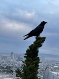 City Crow's View
