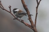 Chestnut-Backed Chickadee Perched on Winter Branch