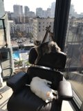 Urban Felines