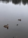 Ducks Enjoying the Serenity of Mountain Lake