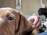 Serenity with a Puppy