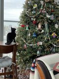 Feline Festivities