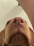 Up Close and Personal with a Puppy's Nose