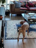 Furry Interior Decor