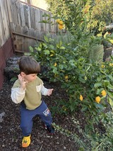 Young Boy Discovering Lemons in Backyard Garden