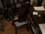 Feline Productivity