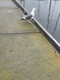 Seagull Perched by the Bay