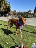 Pretty Pup in Purple