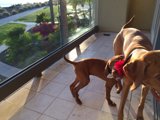 Pups on the Precious Floor