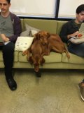 Dog Days on the Couch