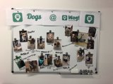 Dogs on Display