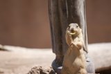 Ground Squirrel Snacks on Banana